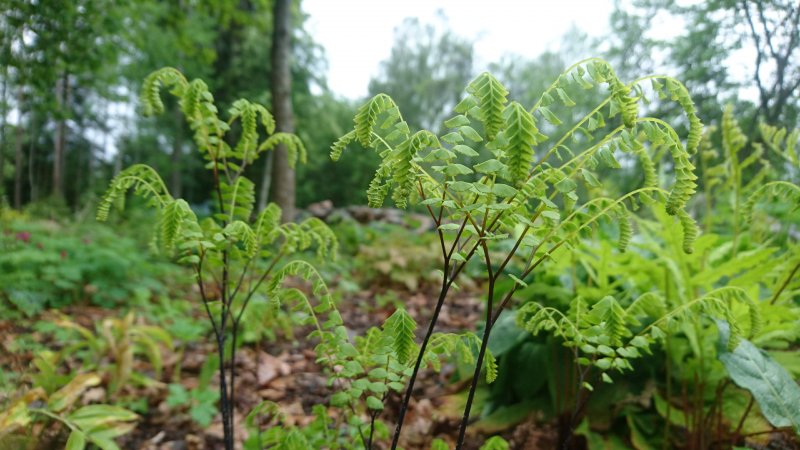 Adiantum pedatum 'Imbricatum' Адиантум стоповидный